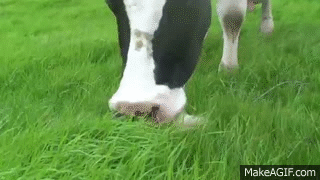 13 yearold cow grazing grass on Make a GIF