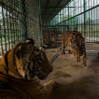 Tigers caged in a zoo at the Kings Romans casino complex in Laos.