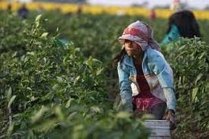 In Mexico's fields, children toil to harvest crops that make it to American  tables - Los Angeles Times